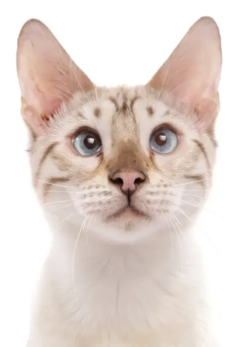 Framed Print : Domestic Cat, Bengal, blue-eyed snow marbled, adult, close-up of head Framed Print : Domestic Cat, Bengal, blue-eyed snow marbled, adult, close-up of head