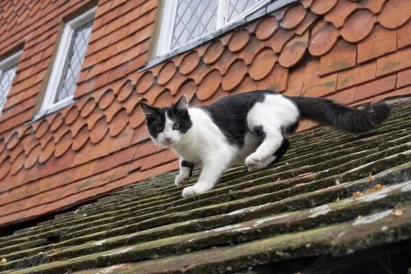 Domestic Cat, black and white kitten, descending tiled roof, England, october