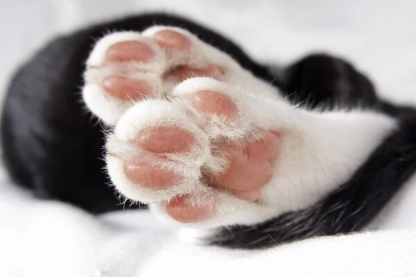 Domestic Cat, black and white kitten, close-up of paws