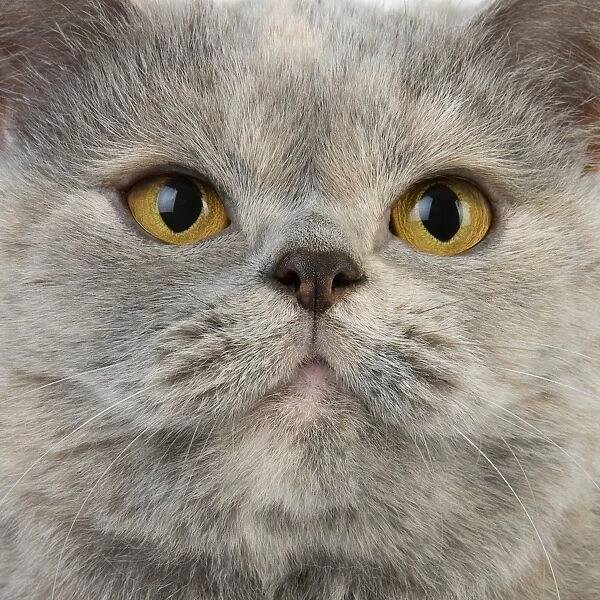 Domestic Cat, Blue Cream British Shorthair, adult female, close-up of face
