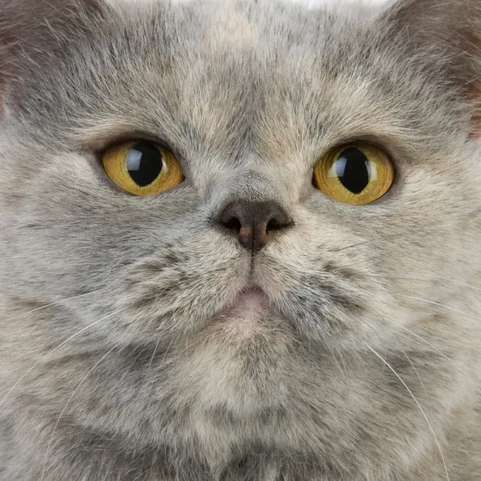 Framed Print : Domestic Cat, Blue Cream British Shorthair, adult female, close-up of face Framed Print : Domestic Cat, Blue Cream British Shorthair, adult female, close-up of face