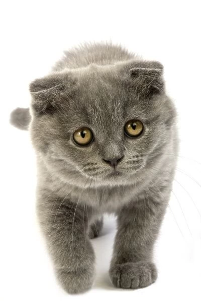 Domestic Cat, Blue Scottish Fold, two-month old kitten, walking