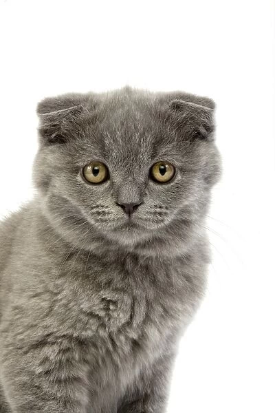 Domestic Cat, Blue Scottish Fold, two-month old kitten, close-up of head