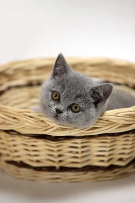 Framed Print : Domestic Cat, British Shorthair, ten week old kitten, laying in basket Framed Print : Domestic Cat, British Shorthair, ten week old kitten, laying in basket