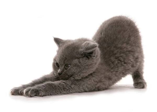 Domestic Cat, British Shorthair, blue kitten, stretching