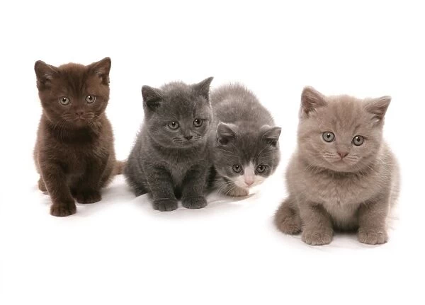 Domestic Cat, British Shorthair, four kittens, sitting