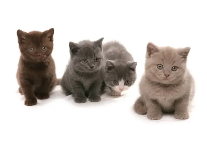 Framed Print : Domestic Cat, British Shorthair, four kittens, sitting Framed Print : Domestic Cat, British Shorthair, four kittens, sitting