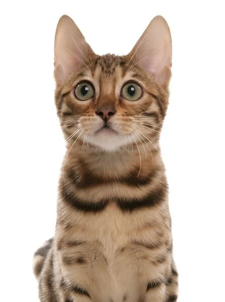 Domestic Cat, Brown spotted Bengal, kitten, close-up of head