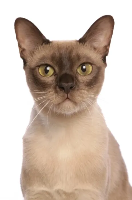Framed Print : Domestic Cat, Burmese, adult female, close-up of head Framed Print : Domestic Cat, Burmese, adult female, close-up of head