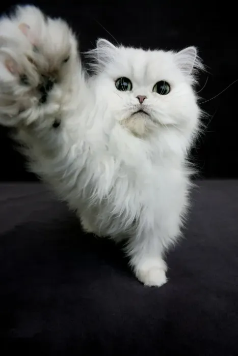 Framed Print : Domestic Cat, Chinchilla Persian, adult, playing with camera Framed Print : Domestic Cat, Chinchilla Persian, adult, playing with camera