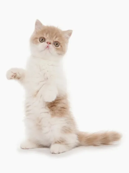 Framed Print : Domestic Cat, Exotic Shorthair, cream and white kitten, standing on hind legs Framed Print : Domestic Cat, Exotic Shorthair, cream and white kitten, standing on hind legs