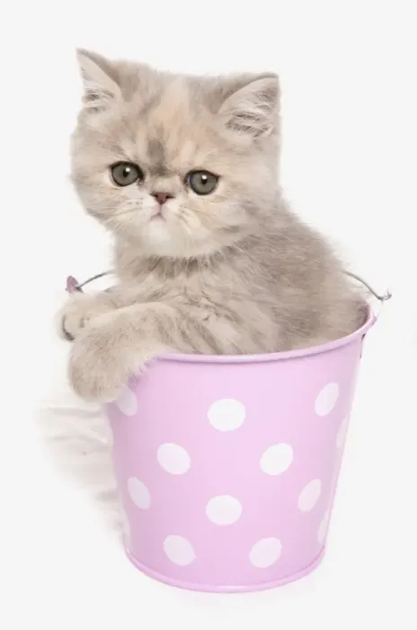 Framed Print : Domestic Cat, Exotic Shorthair, kitten, sitting in pink bucket Framed Print : Domestic Cat, Exotic Shorthair, kitten, sitting in pink bucket