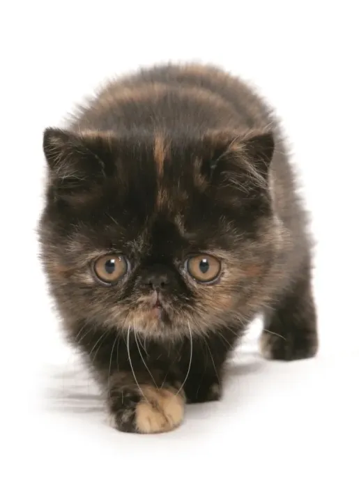 Framed Print : Domestic Cat, Exotic Shorthair, brown tortie kitten, walking