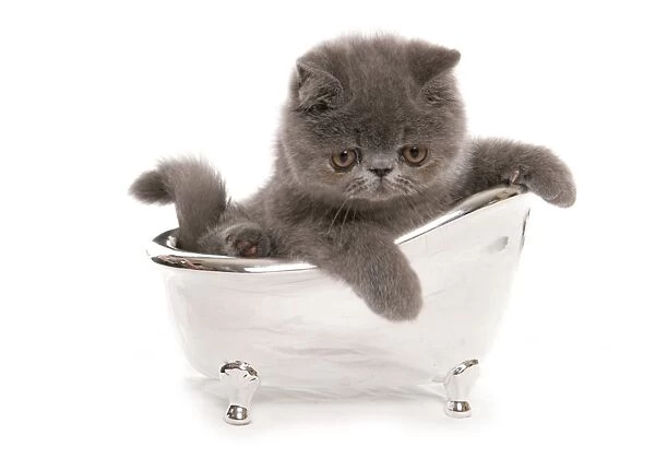 Domestic Cat, Exotic Shorthair, blue kitten, sitting in toy bath
