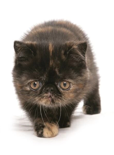 Domestic Cat, Exotic Shorthair, brown tortie kitten, walking