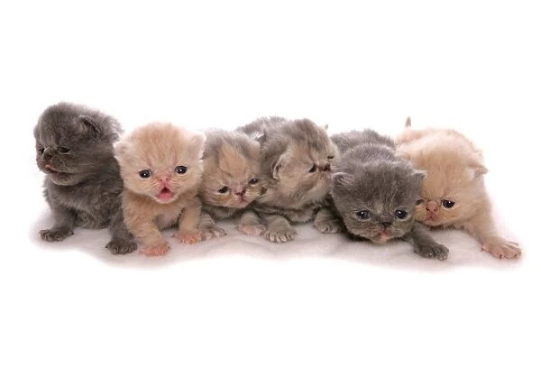 Domestic Cat, Exotic Shorthair, six young kittens, four-weeks old