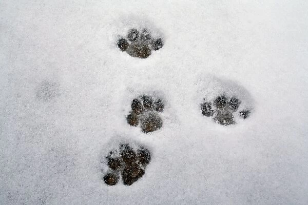 Domestic Cat, footprints in snow covered garden, Bacton, Suffolk, England, March