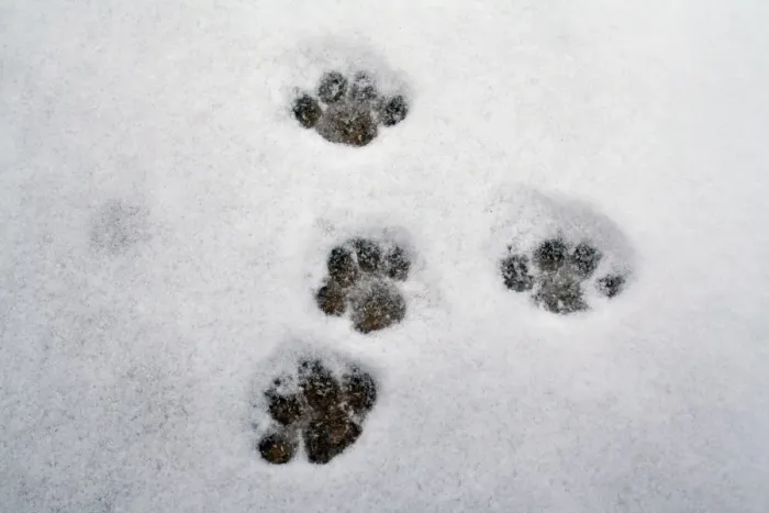Framed Print : Domestic Cat, footprints in snow covered garden, Bacton, Suffolk, England, March Framed Print : Domestic Cat, footprints in snow covered garden, Bacton, Suffolk, England, March
