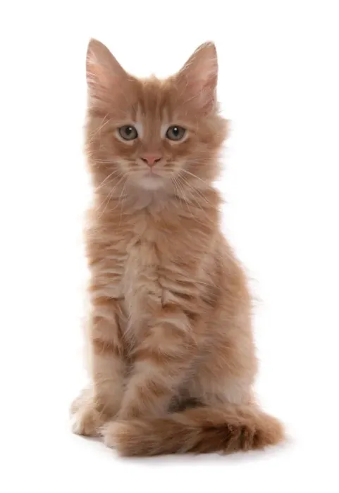 Framed Print : Domestic Cat, Ginger Maine Coon, kitten, sitting Framed Print : Domestic Cat, Ginger Maine Coon, kitten, sitting