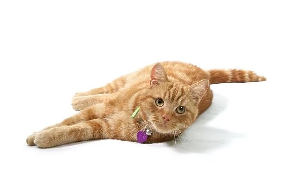 Domestic Cat, ginger tabby, adult male, laying, with collar, bell and tag