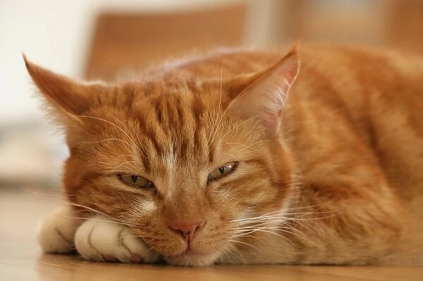 Domestic Cat, ginger tabby, adult male, resting, close-up of head, England, march