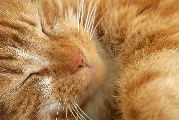 Domestic Cat, ginger tabby, adult male, sleeping, close-up of head, England, march