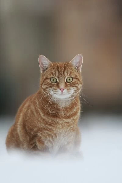 Domestic Cat, ginger tabby, adult, sitting in snow, Sheffield, South Yorkshire, England, winter