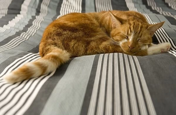 Domestic Cat, ginger tabby, adult, sleeping on bed, England, october