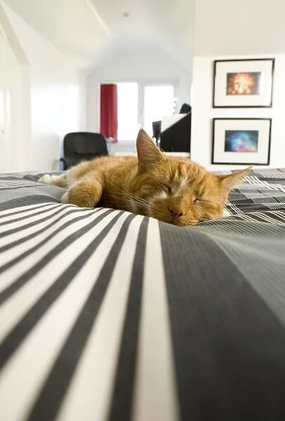 Domestic Cat, ginger tabby, adult, sleeping on bed, England, october