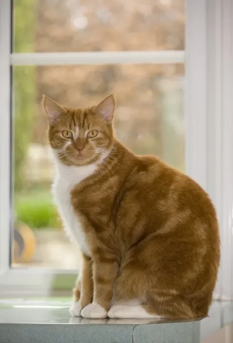 Framed Print : Domestic Cat, ginger and white tabby, adult, sitting on worktop beside window, England Framed Print : Domestic Cat, ginger and white tabby, adult, sitting on worktop beside window, England