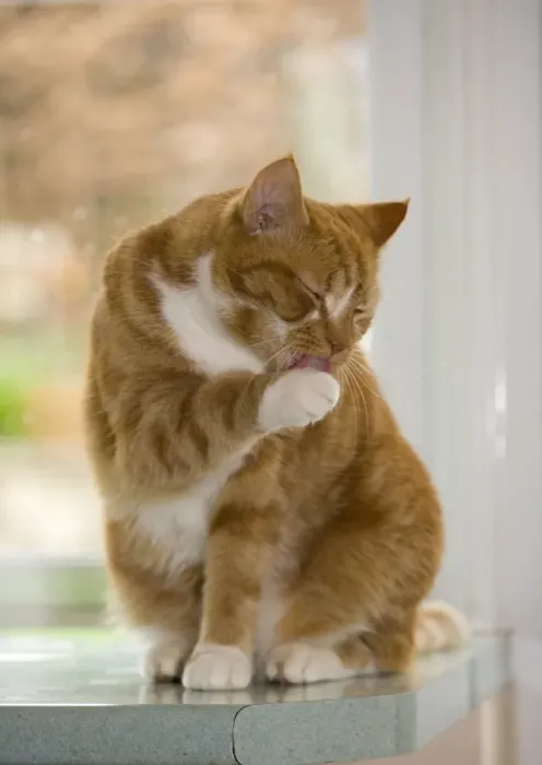 Framed Print : Domestic Cat, ginger and white tabby, adult, adult, grooming, sitting on worktop beside window, England Framed Print : Domestic Cat, ginger and white tabby, adult, adult, grooming, sitting on worktop beside window, England