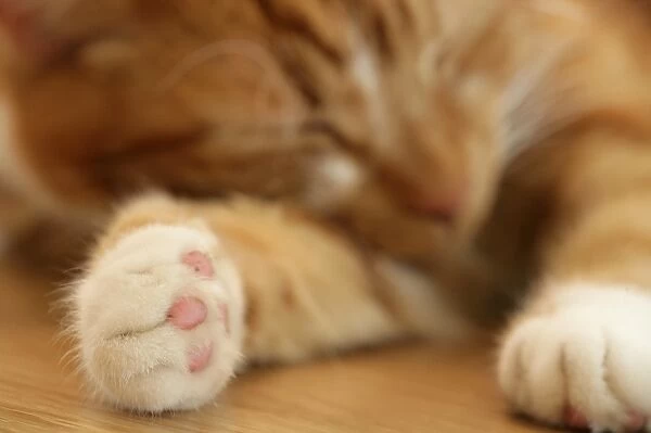 Domestic Cat, ginger and white tabby, adult, sleeping, close-up of paws, England