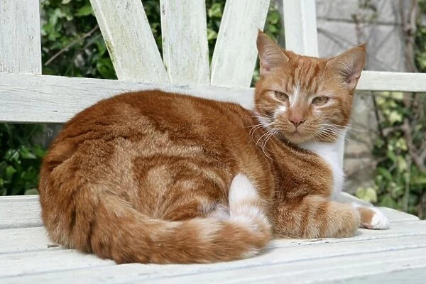 Domestic Cat, ginger and white tabby, adult, resting on garden bench, England, april