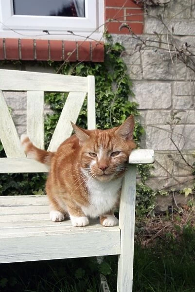 Domestic Cat, ginger and white tabby, adult, rubbing head on garden bench, England, april