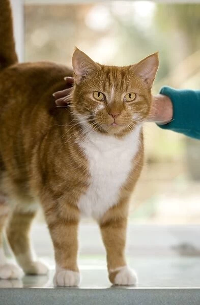 Domestic Cat, ginger and white tabby, adult, standing on worktop, being stroked by owner, England