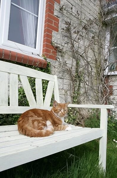 Domestic Cat, ginger and white tabby, adult, resting on garden bench, England, april