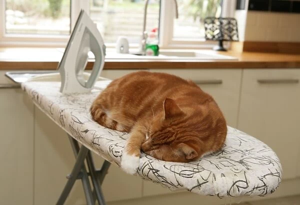Domestic Cat, ginger and white tabby adult, sleeping on ironing board in kitchen, England