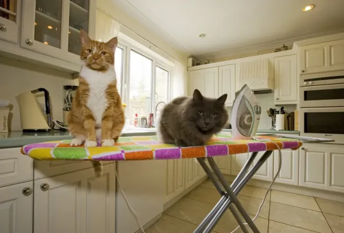 Framed Print : Domestic Cat, ginger and white tabby adult and grey adult, sitting on ironing board in kitchen, England Framed Print : Domestic Cat, ginger and white tabby adult and grey adult, sitting on ironing board in kitchen, England
