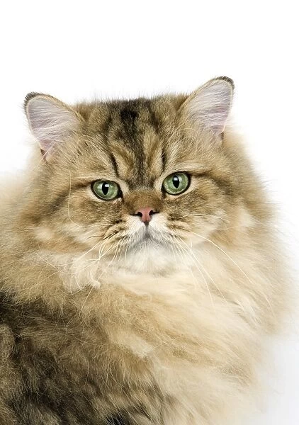 Domestic Cat, Golden Persian, adult, close-up of head
