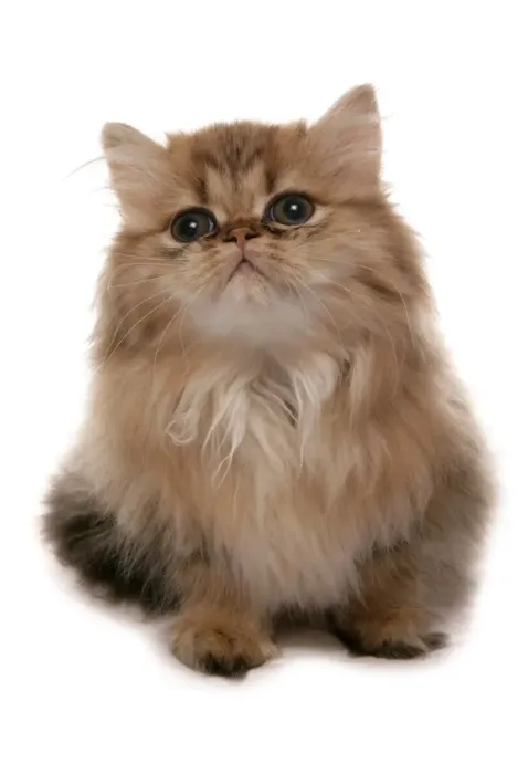 Framed Print : Domestic Cat, Golden Persian, kitten, sitting Framed Print : Domestic Cat, Golden Persian, kitten, sitting