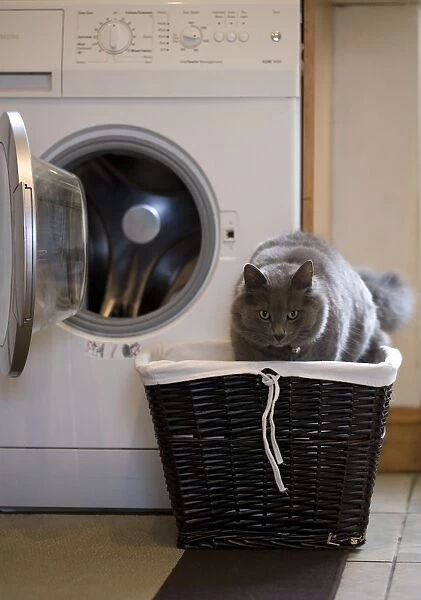 Domestic Cat, grey adult, in laundry basket beside washing machine, England