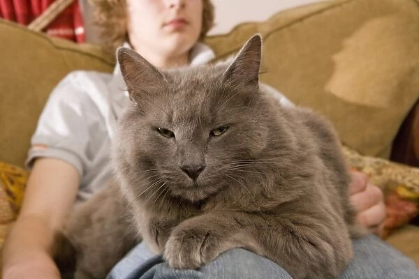 Domestic Cat, grey adult, laying on lap of teenage boy sitting on sofa, England