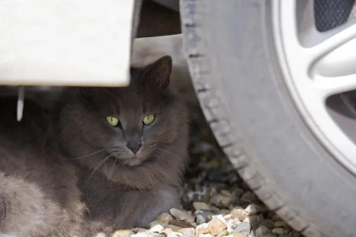 Framed Print : Domestic Cat, grey adult, resting under car, England, march Framed Print : Domestic Cat, grey adult, resting under car, England, march