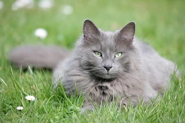 Domestic Cat, grey adult, resting on garden lawn, England, march