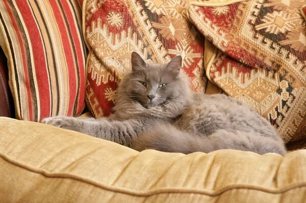 Domestic Cat, grey adult, resting on sofa, England