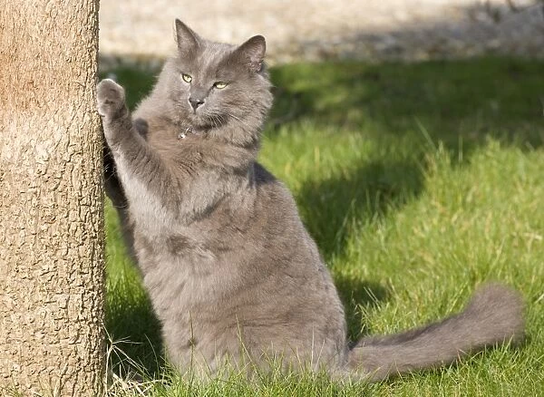 Domestic Cat, grey adult, scratching tree trunk in garden, England, march