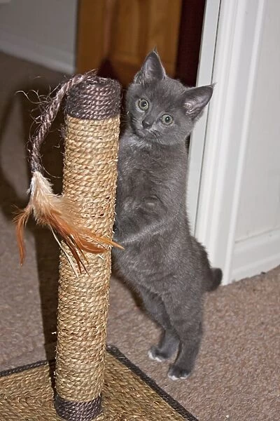Domestic Cat, grey kitten, playing with scratching post indoors, England
