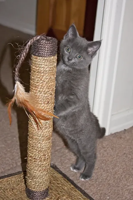 Framed Print : Domestic Cat, grey kitten, playing with scratching post indoors, England