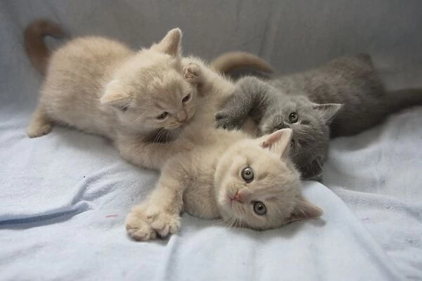 Domestic Cat - Three kittens play-fighting