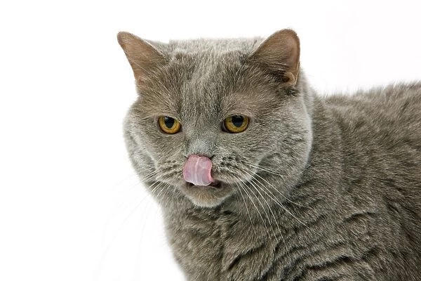 Domestic Cat, Lilac Self British Shorthair, adult female, licking nose, close-up of head